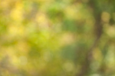 Bulanık doğa duvar kağıdı. Ormanın arka planı. Tasarımınız için yeşil odaklanmış arkaplan.