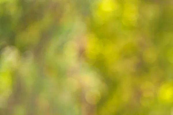 Blurry nature wallpaper. Forest bokeh background. Green defocused backdrop for your design.