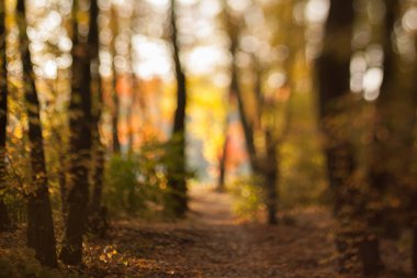 Sonbahar contre-jour bulanık sonbahar arka plan ormanda.