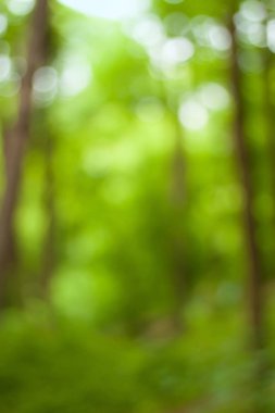 Bulanık doğa duvar kağıdı. Ormanın arka planı. Tasarımınız için yeşil odaklanmış arkaplan.