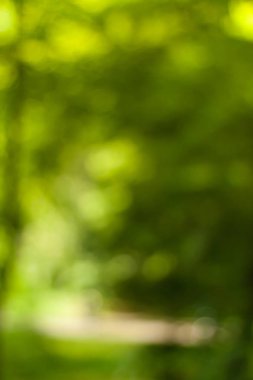 Bulanık doğa duvar kağıdı. Ormanın arka planı. Tasarımınız için yeşil odaklanmış arkaplan.