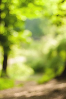 Bulanık doğa duvar kağıdı. Ormanın arka planı. Tasarımınız için yeşil odaklanmış arkaplan.