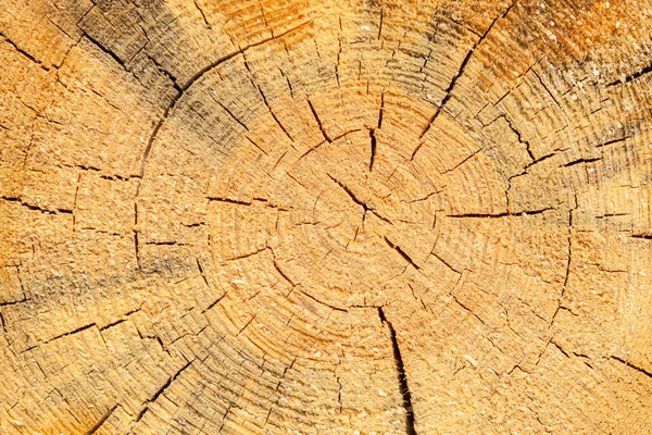 Texture Sawn Pine Close Natural Wooden Wallpaper — Stock Photo, Image