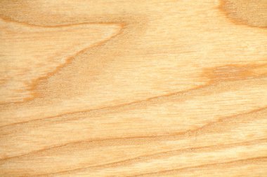 Kayın ağacı yakın çekim doku. Doğal ahşap duvar kağıdı