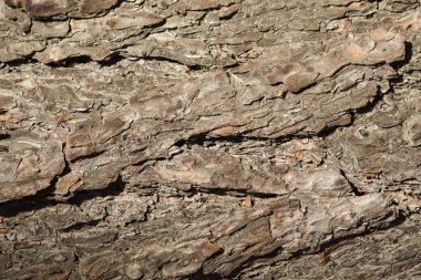 Çam kabuğu yakın çekim doku. Doğal duvar kağıdı