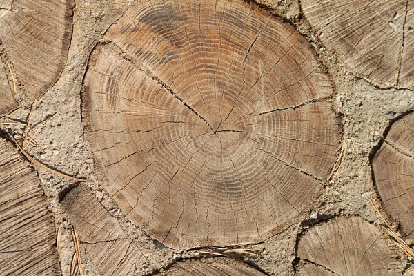 Old Wooden Stumps Texture Close Lot Stumps — Stock Photo, Image