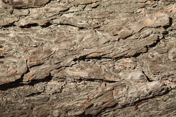 Çam kabuğu yakın çekim doku. Doğal duvar kağıdı