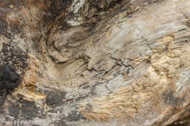 Ağaç kabuğu olmadan eski bir doku. Kömürleşmiş odun