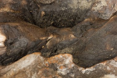 Ağaç kabuğu olmadan eski bir doku. Kömürleşmiş odun