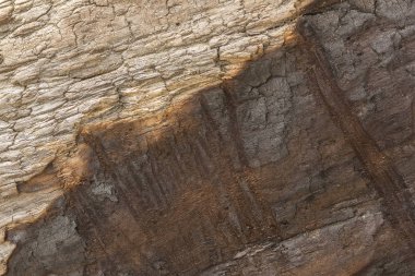 Ağaç kabuğu olmadan eski bir doku. Kömürleşmiş odun