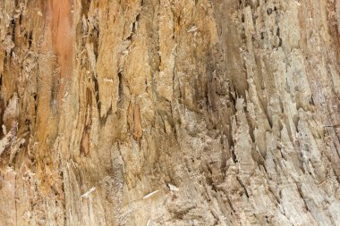 eski ağaç kabuğu yakın çekim olmadan. Grunge duvar kağıdı