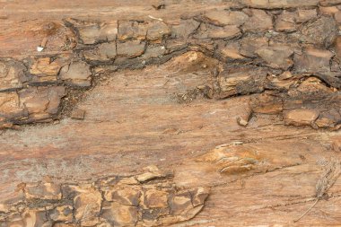 eski ağaç kabuğu yakın çekim olmadan. Grunge duvar kağıdı