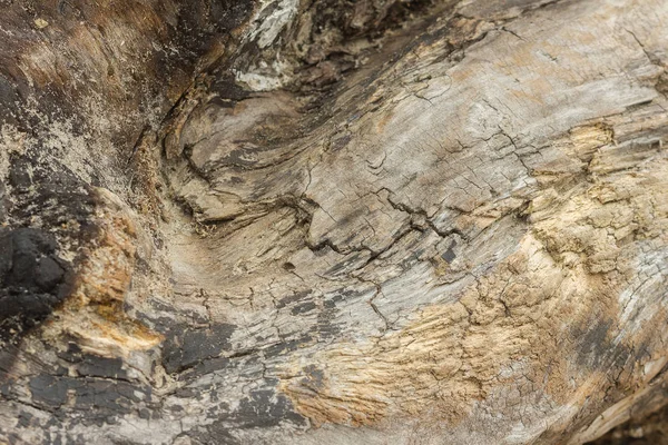 Ağaç kabuğu olmadan eski bir doku. Kömürleşmiş odun