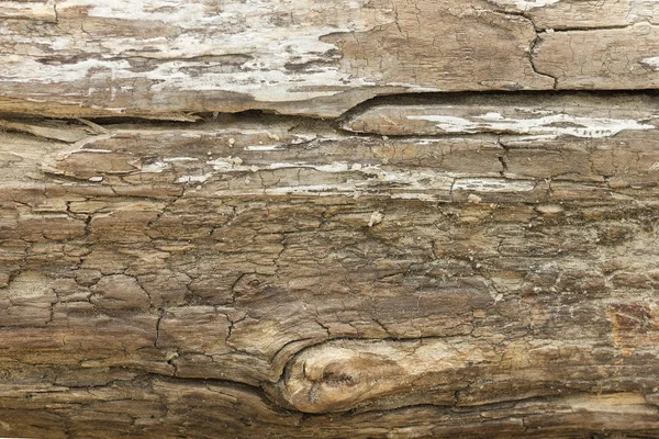 Ağaç Kabuğu Olmadan Eski Bir Doku Kömürleşmiş Odun — Stok fotoğraf