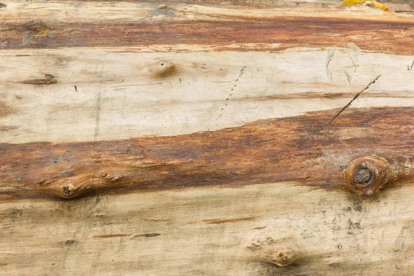 Old Tree Bark Close Grunge Wallpaper — Stock Photo, Image
