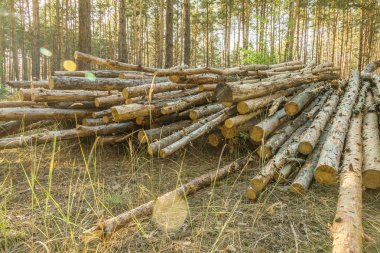 Çam ormanı yakın çekim günlüğe kaydeder. Bir sürü günlükleri