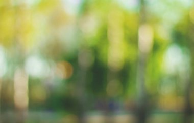 Bulanık doğa duvar kağıdı. Orman bokeh arka plan. Tasarım için yeşil ufuk zemin.