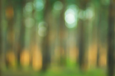 Bulanık doğa duvar kağıdı. Orman bokeh arka plan. Tasarım için yeşil ufuk zemin.