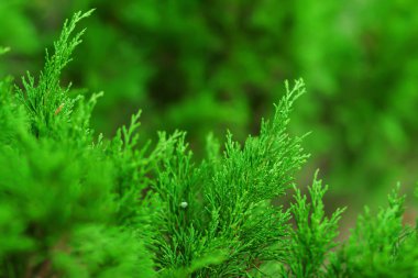 Vahşi iğne yapraklı bitki yakın çekim. Bulanık doğa duvar kağıdı