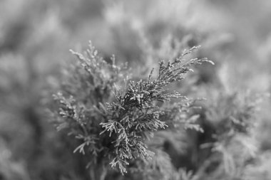 Vahşi iğne yapraklı bitki yakın çekim. Bulanık doğa duvar kağıdı