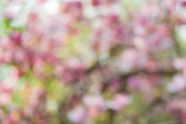 Çiçek açan Manolya. Nazik çiçekli ağaç bokeh. Mockup için arka plan.