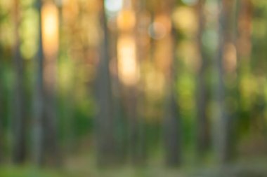 Bulanık doğa duvar kağıdı. Çam ormanı bokeh arka plan. Yeşil ufuk backdop.