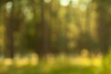 Bulanık doğa duvar kağıdı. Ormanın arka planı. Tasarımınız için yeşil odaklanmış arkaplan.