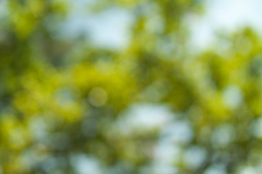 Bulanık doğa duvar kağıdı. Ormanın arka planı. Tasarımınız için yeşil odaklanmış arkaplan.