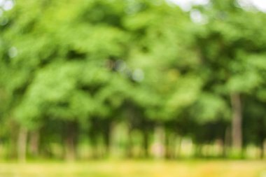 Bulanık doğa duvar kağıdı. Ormanın arka planı. Tasarımınız için yeşil odaklanmış arkaplan.