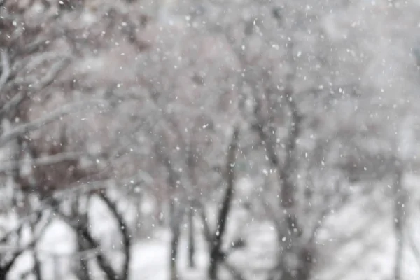 大气模糊的冬季森林 散焦雪背景 — 图库照片