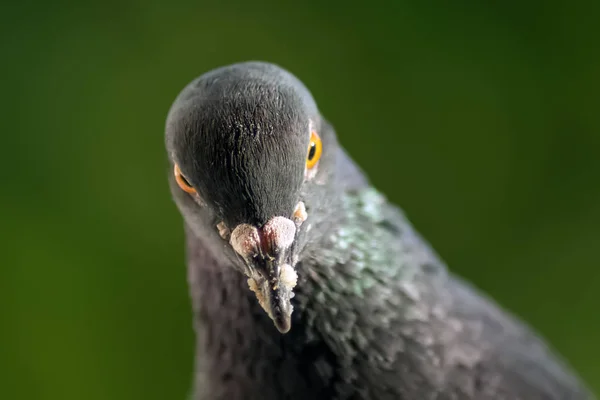 Retrato Perto Pombo Pássaro Zangado Grave — Fotografia de Stock