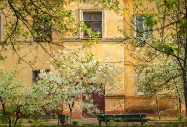 Çiçek açması ağacın altında eski bir kasvetli bina bahçesinde bankta