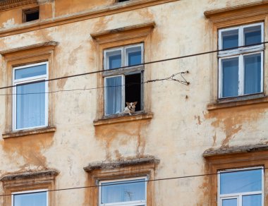 Lviv, Ukrayna eski bir evde pencereden bir köpeğe benziyor.