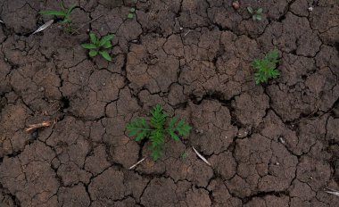 Yeşil bitkiler toprak parçaları ile çimlenme 