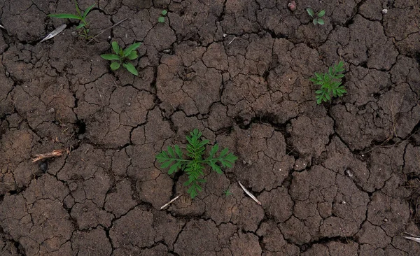 Yeşil bitkiler toprak parçaları ile çimlenme 