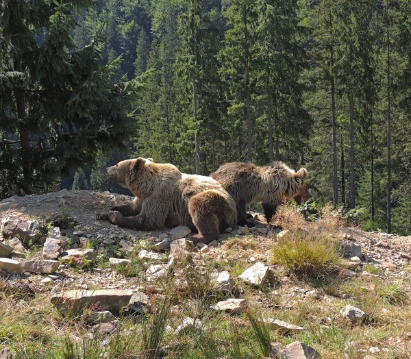 Mãe Urso Urso Filhote Selva Floresta — Fotografia de Stock