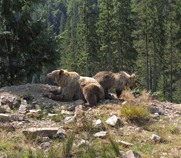 Mère Ours Ourson Dans Nature Forêt — Photo