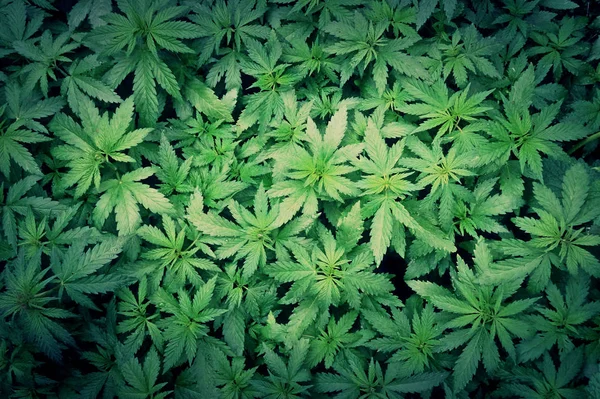 Yaprakların üzerine yeşil kenevir bitkisi ile yağmur damlaları Üstten Görünüm