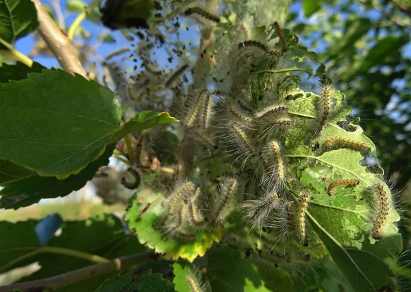 Silkworms Construindo Ervas Amoreira — Fotografia de Stock