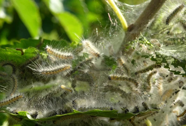 Zijderupsen Het Web Tree Branch Macro Opname — Stockfoto