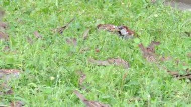 Bahar zamanında yeşil çim tohumları üzerinde birden fazla serçeler beslemeleri