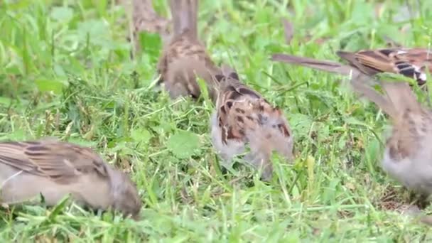 フィールド上の芝生の中を飛び回っているスズメの鳥の群れビデオを閉じる — ストック動画