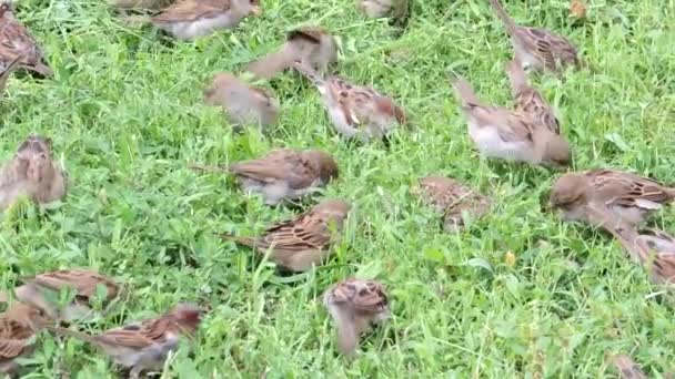 スズメは晴れた日に野原で草の種を食べている — ストック動画
