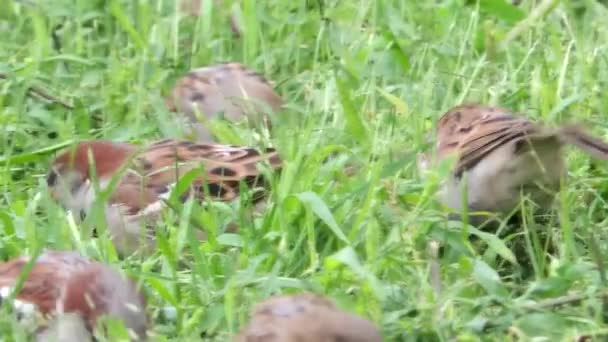 土地の芝生の中を飛び回っている複数の木のスズメ詳細ビデオ — ストック動画