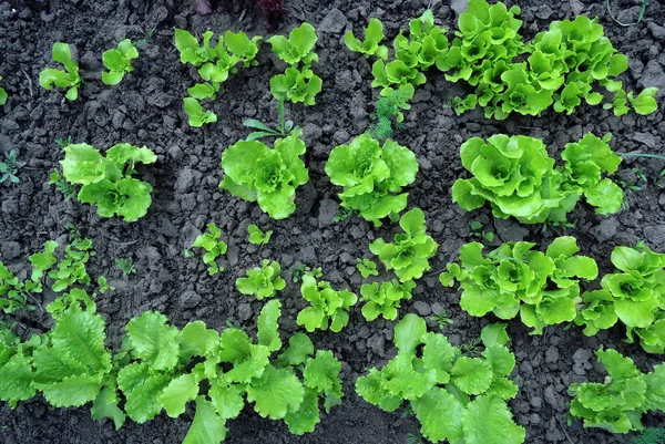 Linee Insalata Lattuga Giardino Patch Top View — Foto Stock