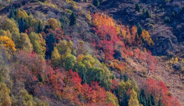 Kazak şehri Almaty civarındaki Trans-Ili Alatau Dağları 'nın çok renkli karışık ormanları.