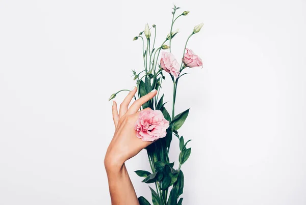 Female\'s hand clasped the flower head making a gesture OK. Woman shows bouquet of pink eustomas on a white background.
