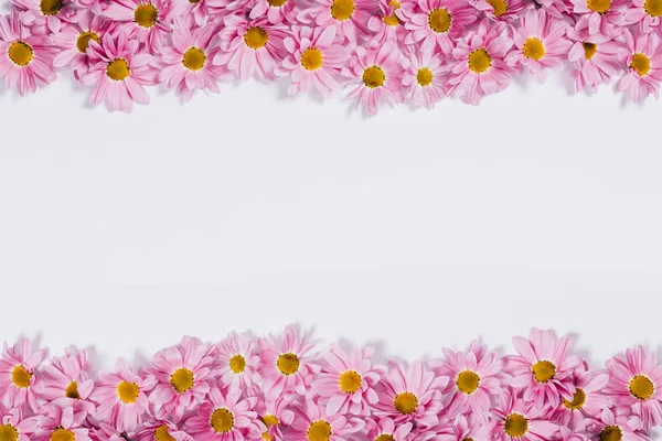 Top and bottom decorative border made of blooming daisy buds. Floral flat lay frame of pink flower heads on white background.