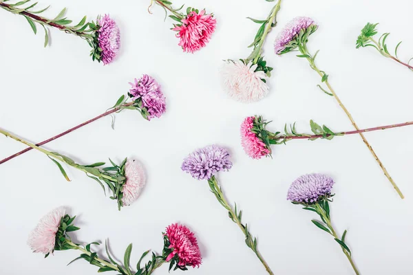 Floral pattern made of aster on white background, top view. Flat lay arrangement of pink, violet and lilac flowers with big heads.