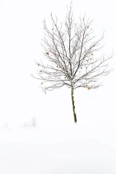 在寒冷的冬日里 没有树叶的孤树在雪中 — 图库照片